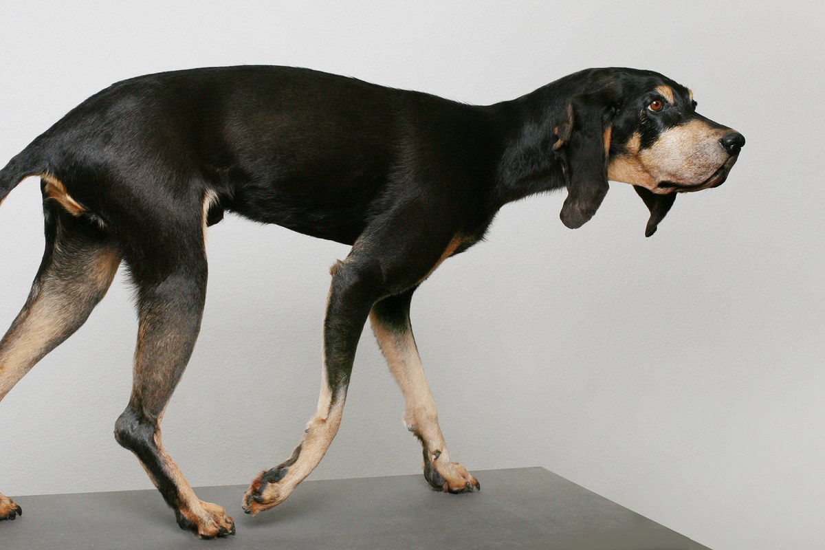 prap-juralaufhund-l-sch-nmbe-9375-g-l.jpg. Vergrösserte Ansicht