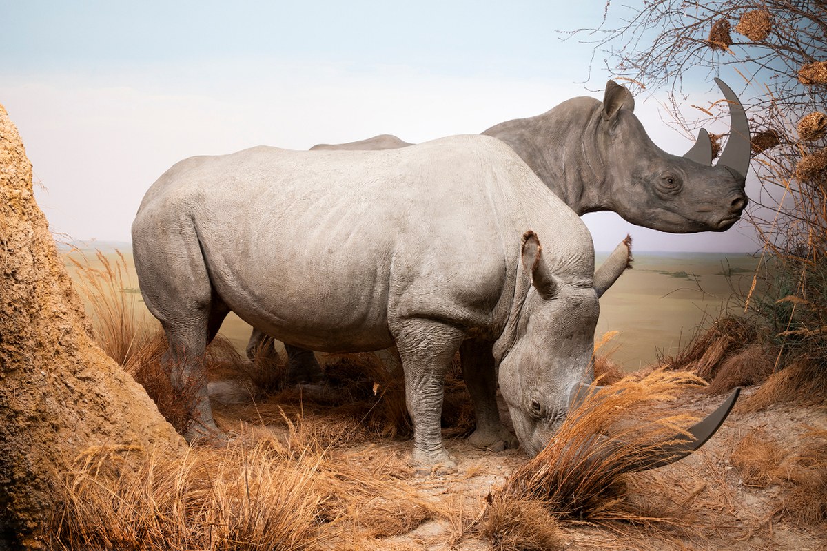 nashorn-3.jpg. Vergrösserte Ansicht