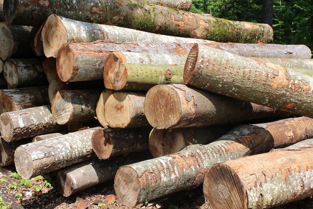 Trotz Holzboom: Burgergemeinde fährt in der Waldpflege Kurs mit Augenmass