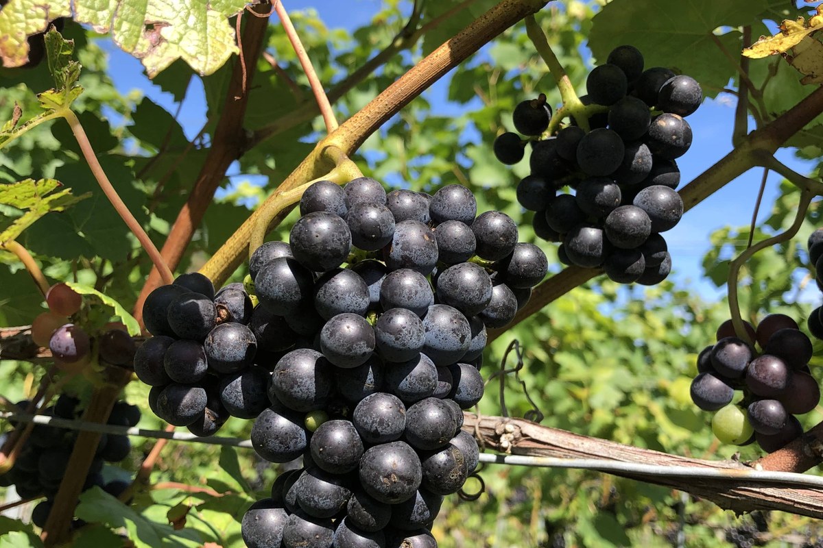 Pinot Noir Trauben von der St. Petersinsel. Vergrösserte Ansicht