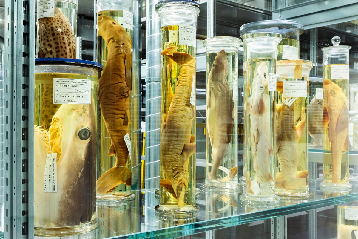 wunderkammer-2.jpg. Vergrösserte Ansicht