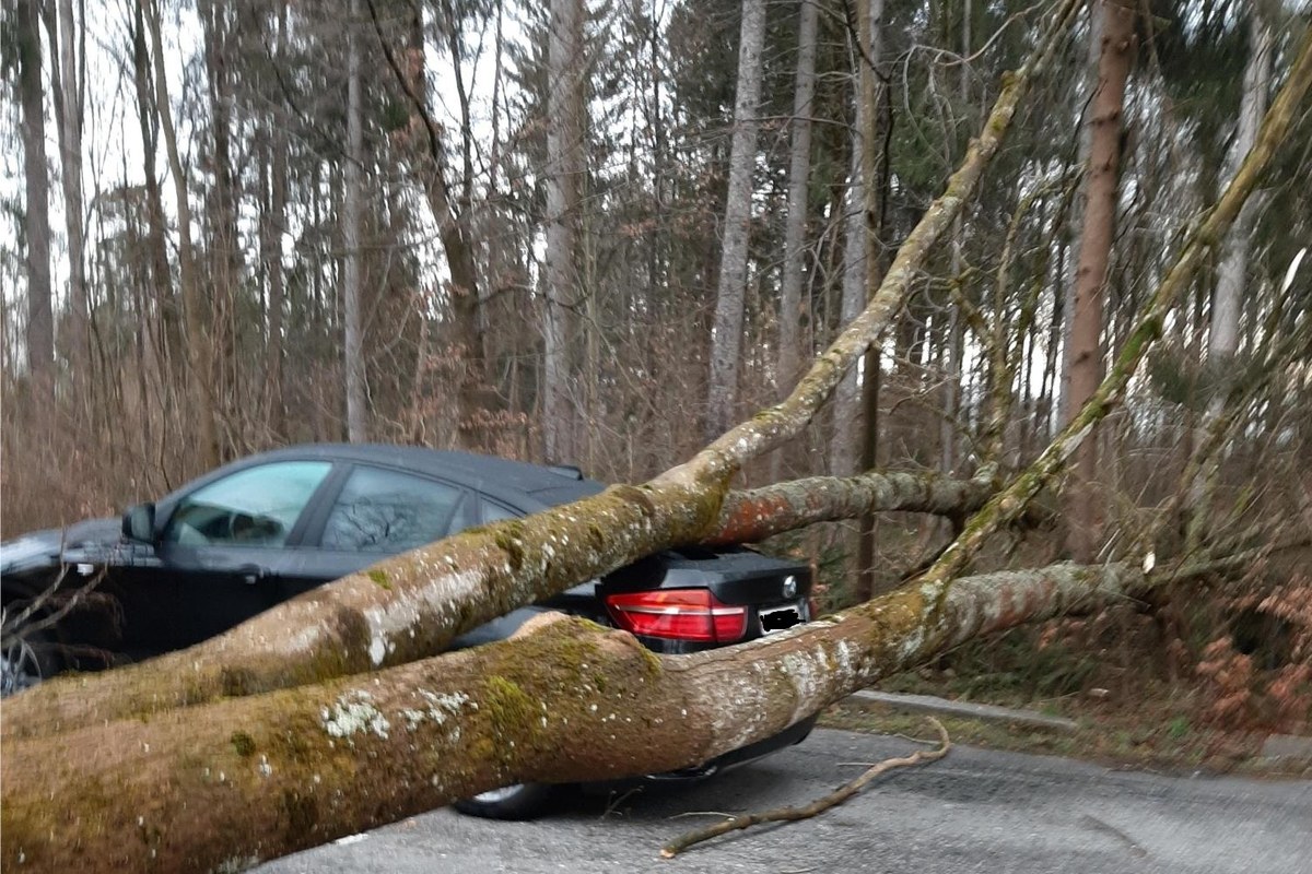 Könizbergwald 1. Vergrösserte Ansicht