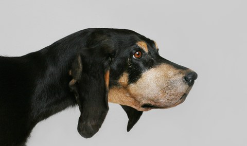 Eröffnung Sonderausstellung 2014: Der Jagdhund - Helfer und Freund