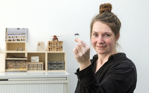 Führung hinter die Kulissen  – Wespen: Bestechend schön und mehr als nur Plagegeister