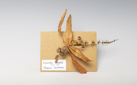 Insekten basteln