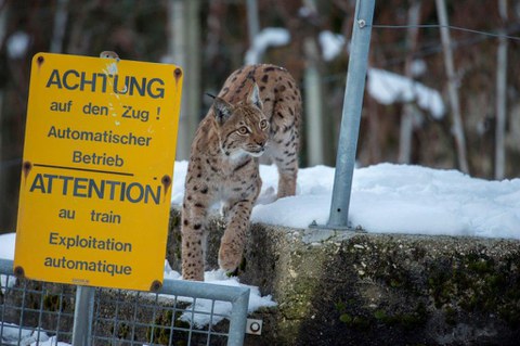 Leben ohne Wildnis – wilde Tiere unter uns