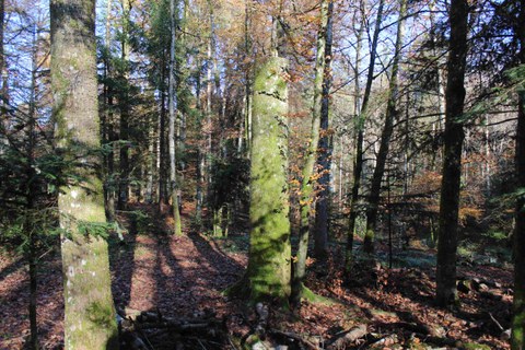 VERSCHOBEN: öffentliche Waldführung im Könizbergwald