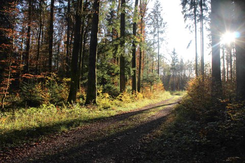 VERSCHOBEN: öffentliche Waldführung im Schermenwald