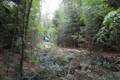 Rundgang durch den Könizbergwald