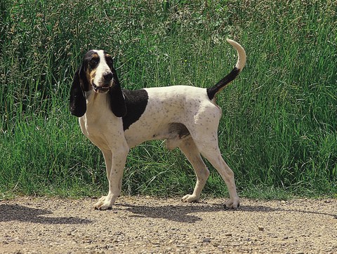 Schweizer Laufhunde – wie sie wurden, was sie sind