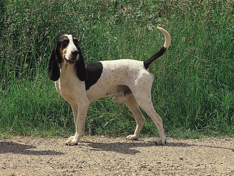 Schweizer Laufhunde – wie sie wurden, was sie sind