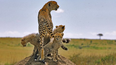 Serengeti – Open Air Filmsoirée