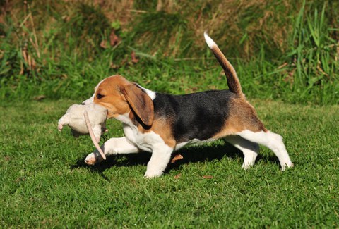 Such! Prägespielstunde für Jagdhundewelpen