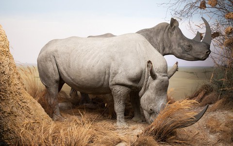 «Tiere Afrikas» im Naturhistorischen Museum Bern