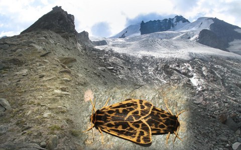 Vortrag Gebirgs-Schmetterlinge im Naturhistorischen Museum