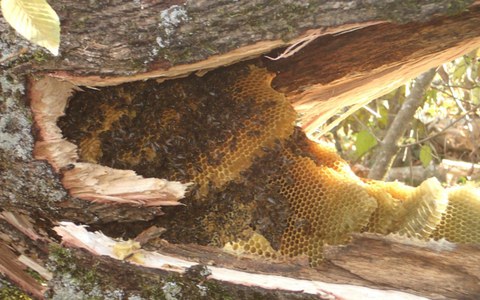 Vortrag Honigbiene im Naturhistorischen Museum