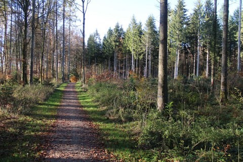 Waldspaziergang Bremgartenwald