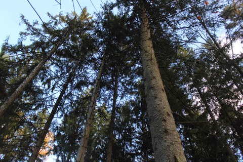 Waldspaziergang Könizbergwald