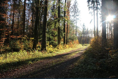 Waldspaziergang Könizbergwald