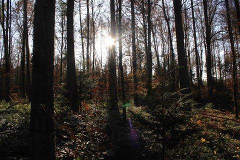 Waldspaziergang Schermenwald