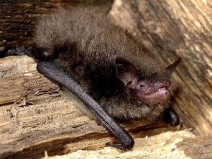 Wenn die Pelzgeister fliegen - Was macht die Maus zur Fledermaus? Abendführung