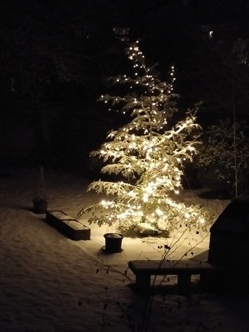 Wenn schon «O Tannenbaum», dann mit Berner Generationenchor dem …