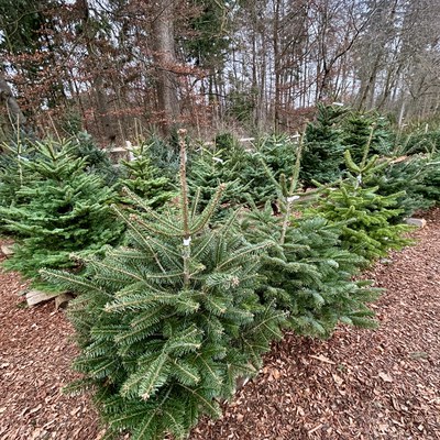 Impressionen Weihnachtsbaumverkauf