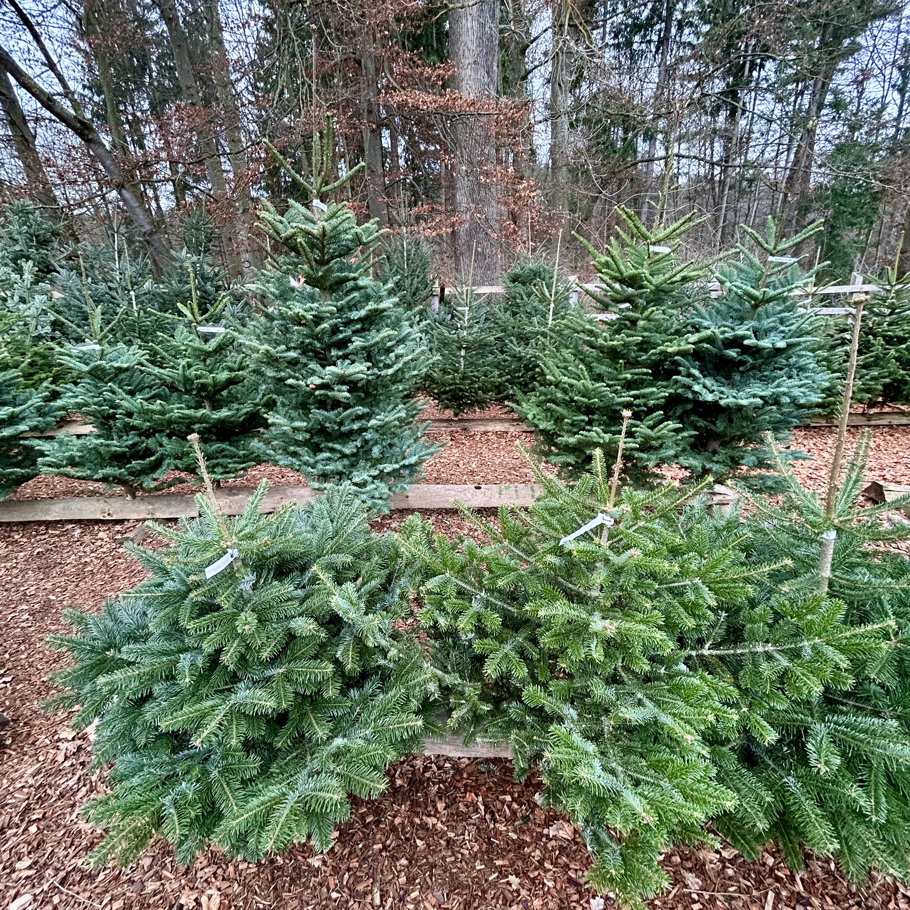 Weihnachtsbaumverkauf Forsthaus Grauholz