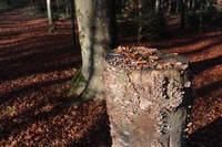 Forst Totholz (©Burgergemeinde Bern)