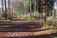 Forst Waldwege (©Burgergemeinde Bern)