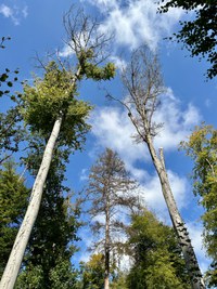Schäden im Thormannbodenwald 1 (Foto: Michel Wyss)