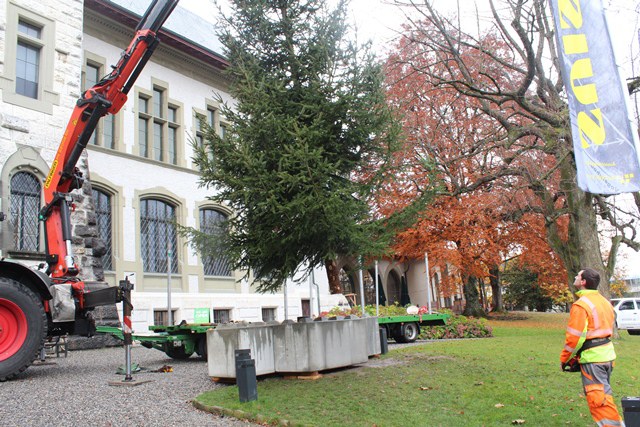 Berns höchster Weihnachtsbaum muss sich regenerieren