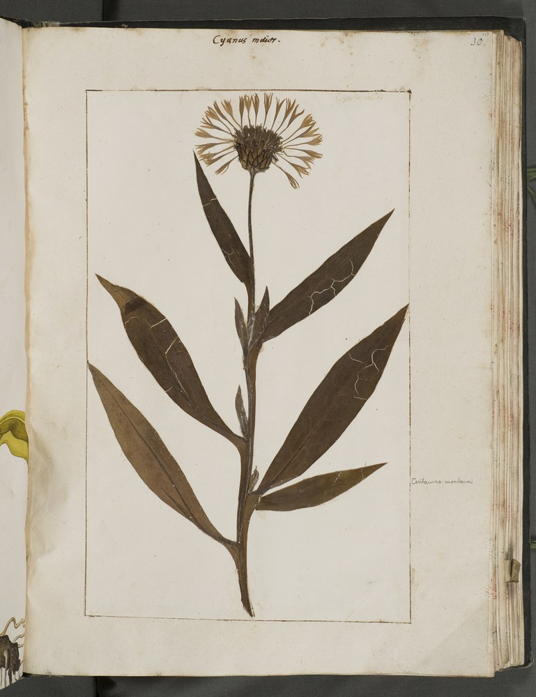 Ein 400-jähriger Schatz – Pflanzen und Illustrationen aus dem Herbarium von Felix Platter (1536-1614)