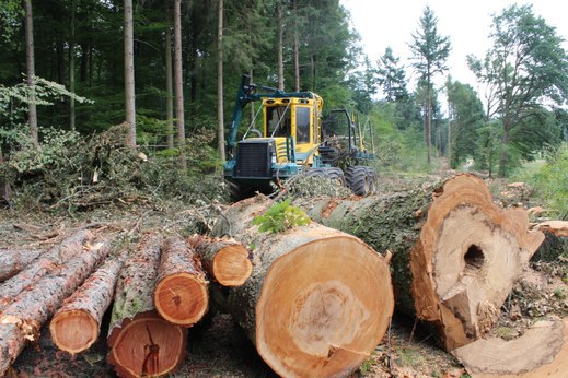 Erntezeit im Wald