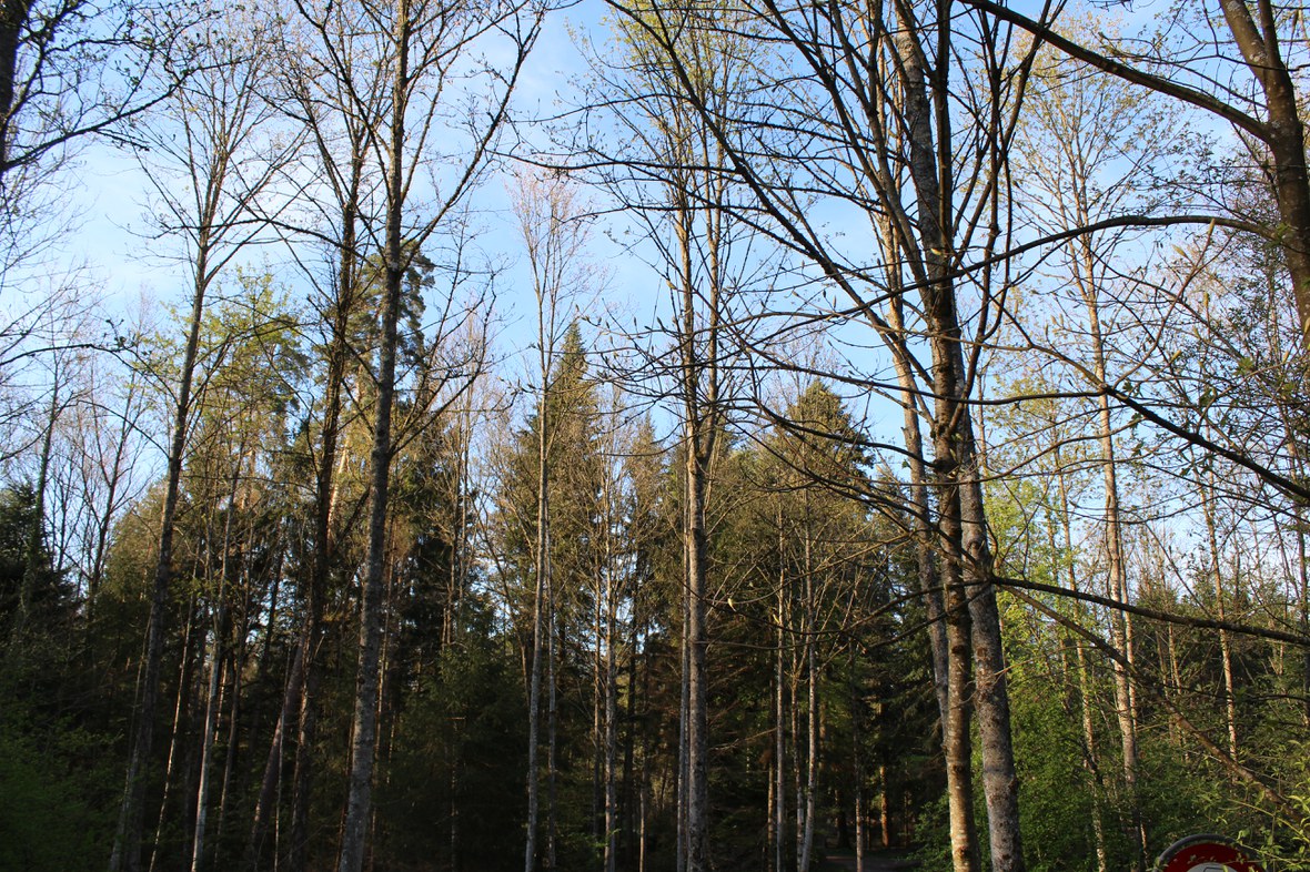 Kein Feuer im Wald