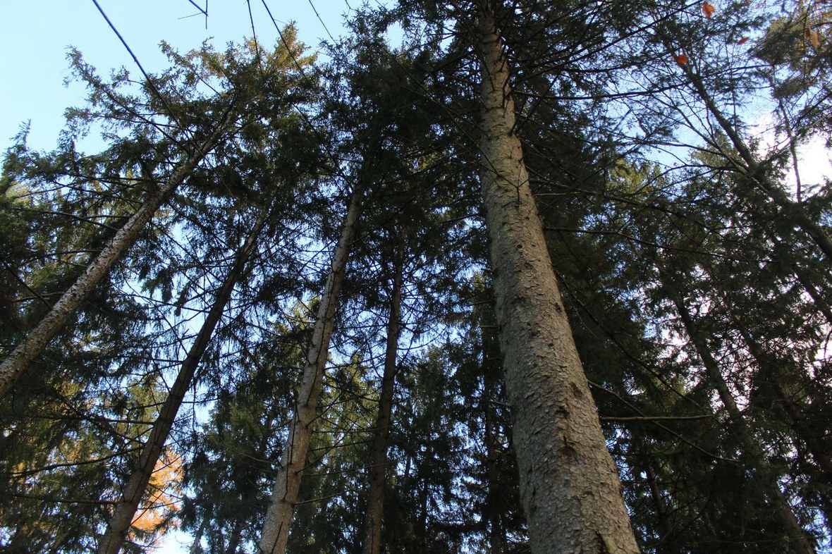 Sicherheitsarbeiten in diversen Berner Wäldern