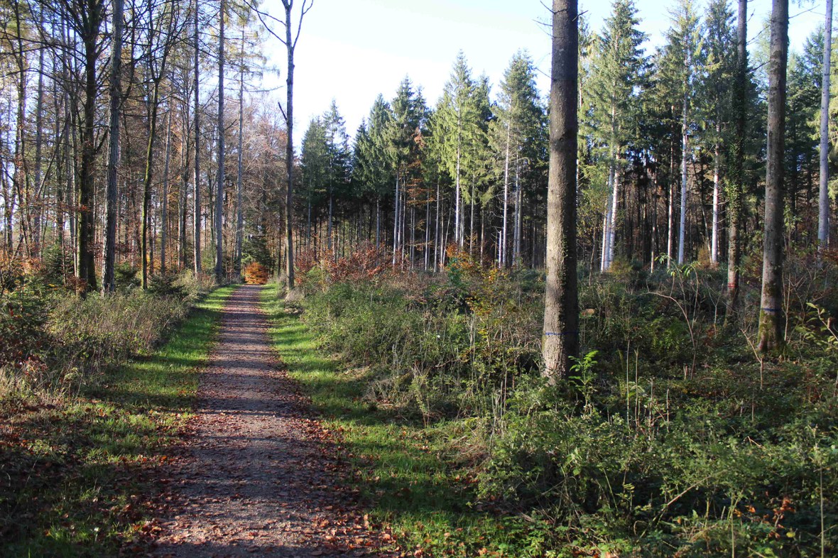 Sicherheitsmassnahmen in Berner Wäldern