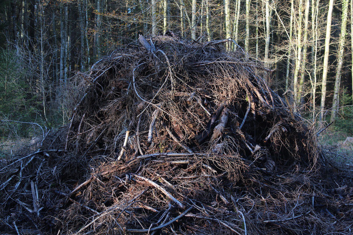 Sturmschäden im Wald