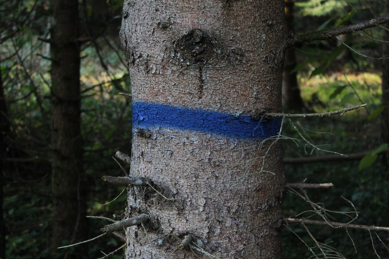 Baumstamm mit blauem Ring (Zukunftsbaum)