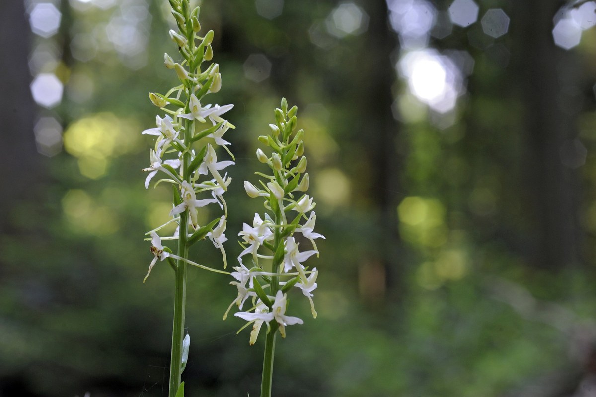 orchideen.jpeg. Vergrösserte Ansicht